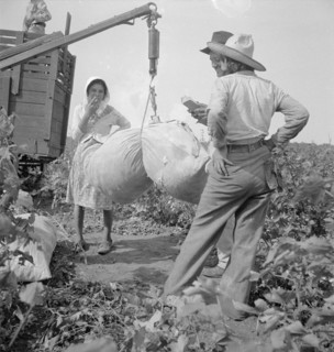 Cotton weighing near Brownsville, Texas, 1936. Creator: Dorothea Lange.