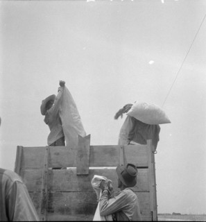Cotton picking in south Texas, 1936. Creator: Dorothea Lange.