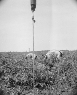 Cotton picking in south Texas, 1936. Creator: Dorothea Lange.