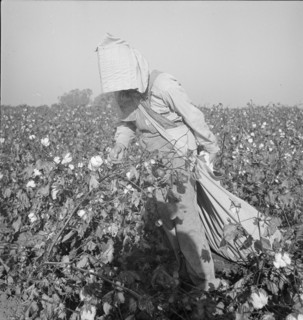 Cotton picker, Southern San Joaquin Valley, California, 1936. Creator: Dorothea Lange.