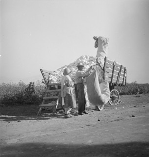 Cotton picker, San Joaquin Valley, California, 1936. Creator: Dorothea Lange.