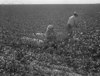 Picking cotton, San Joaquin Valley, California, 1936. Creator: Dorothea Lange.