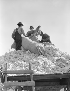 Loading cotton, Southern San Joaquin Valley, California, 1936. Creator: Dorothea Lange.