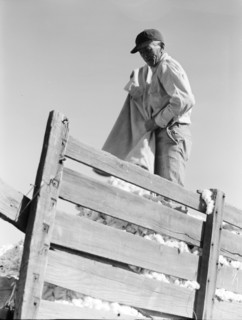Loading cotton, Southern San Joaquin Valley, California, 1936. Creator: Dorothea Lange.