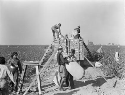 Weighing in and loading cotton, Southern San Joaquin Valley, California, 1936. Creator: Dorothea Lange.