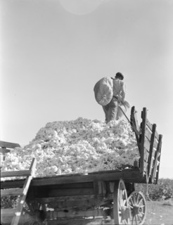 Loading cotton, Southern San Joaquin Valley, California, 1936. Creator: Dorothea Lange.