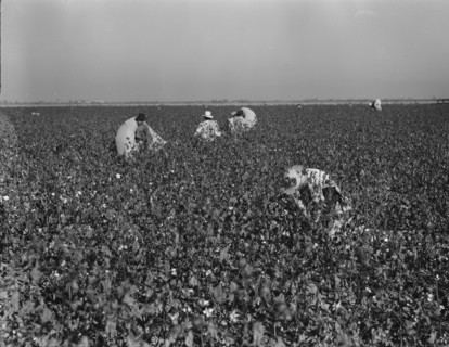 Cotton pickers at work in the southern San Joaquin Valley, California, 1936. Creator: Dorothea Lange.