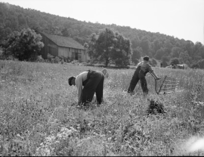 Cradling wheat near Sperryville, Virginia, 1936. Creator: Dorothea Lange.