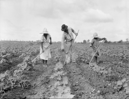 A Negro tenant farmer and several members of his family hoeing cotton...Alabama, 1936. Creator: Dorothea Lange.
