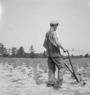 White tenant farmer works on shares. North Carolina, 1936. Creator: Dorothea Lange.