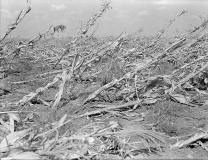 [Untitled, possibly related to: Corn, dried up..., between Dallas and Waco, Texas], 1936. Creator: Dorothea Lange.