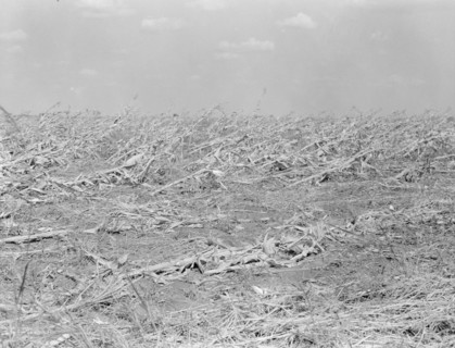 [Untitled, possibly related to: Corn, dried up..., between Dallas and Waco, Texas, 1936. Creator: Dorothea Lange.