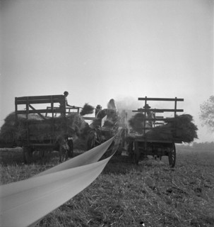 The threshing of oats, Clayton, Indiana, south of Indianapolis, 1936 Creator: Dorothea Lange.