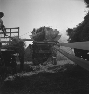 The threshing of oats, Clayton, Indiana, south of Indianapolis, 1936 Creator: Dorothea Lange.