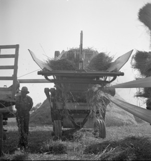 The threshing of oats, Clayton, Indiana, south of Indianapolis, 1936 Creator: Dorothea Lange.