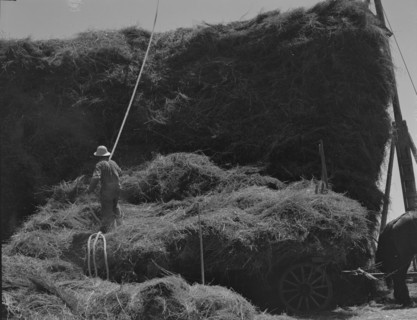 The threshing of oats, Clayton, Indiana, south of Indianapolis, 1936 Creator: Dorothea Lange.