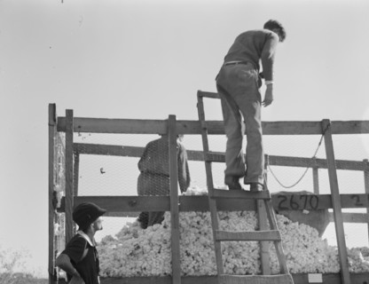 Cotton weigher, Southern San Joaquin Valley, California, 1936. Creator: Dorothea Lange.