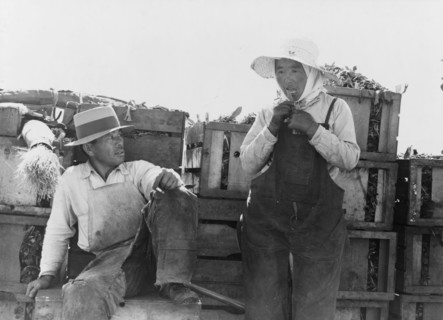 Japanese agricultural workers packing broccoli near Guadalupe, California, 1937. Creator: Dorothea Lange.