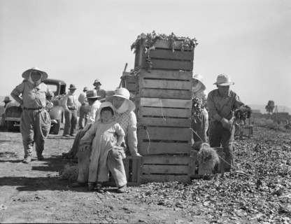 Japanese agricultural workers packing broccoli near Guadalupe, California, 1937. Creator: Dorothea Lange.