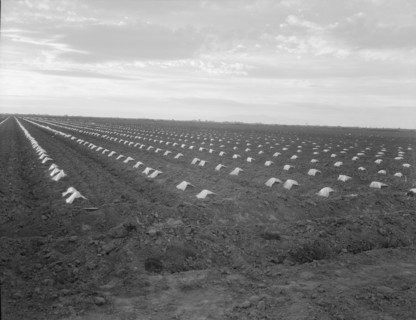 Capped cantaloupe, Imperial Valley, California, 1937. Creator: Dorothea Lange.