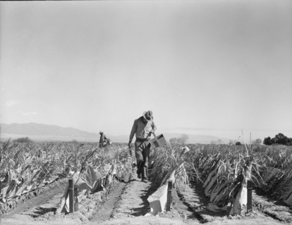 Replanting chili plants on a Japanese-owned ranch, desert agriculture, Imperial Valley, CA, 1937. Creator: Dorothea Lange.