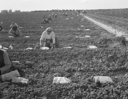 Mexican gang of migratory laborers under a Japanese field boss, Imperial Valley, California, 1937. Creator: Dorothea Lange.