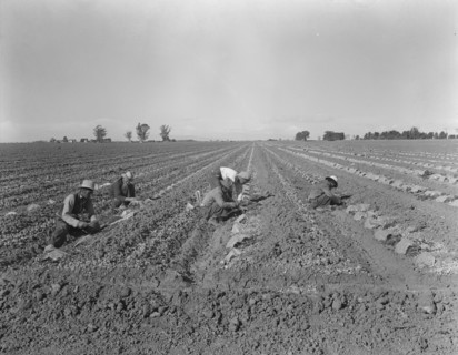 Mexican gang of migratory laborers under a Japanese field boss, Imperial Valley, California, 1937. Creator: Dorothea Lange.