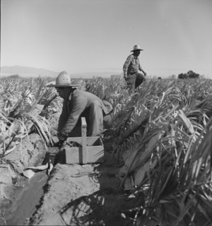 Replanting chili plants on a Japanese-owned ranch, desert agriculture, Imperial Valley, CA, 1937. Creator: Dorothea Lange.