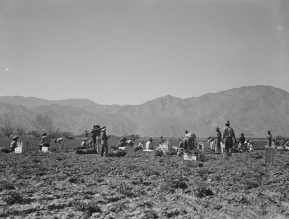 Carrot pullers from Texas, Oklahoma, Missouri, Arkansas and Mexico in Coachella Valley, CA, 1937. Creator: Dorothea Lange.