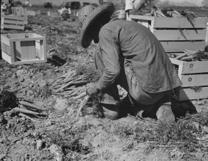 One of the hundred carrot pullers in this field in the Coachella Valley, California, 1937. Creator: Dorothea Lange.