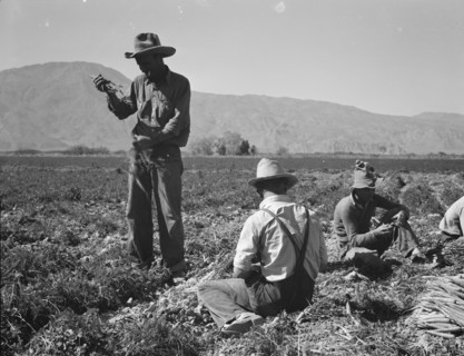 Carrot pullers from Texas, Oklahoma, Missouri, Arkansas and Mexico in Coachella Valley, CA, 1937. Creator: Dorothea Lange.