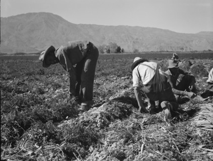 Carrot pullers from Texas, Oklahoma, Missouri, Arkansas and Mexico in Coachella Valley, CA, 1937. Creator: Dorothea Lange.