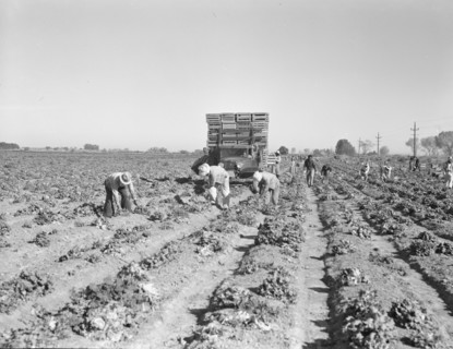 Lettuce cutting in the Imperial Valley, California, 1937. Creator: Dorothea Lange.
