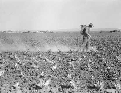 Dusting cauliflower plants near Santa Maria, California, 1937. Creator: Dorothea Lange.