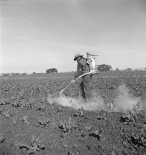 Dusting cauliflower plants near Santa Maria, California, 1937. Creator: Dorothea Lange.