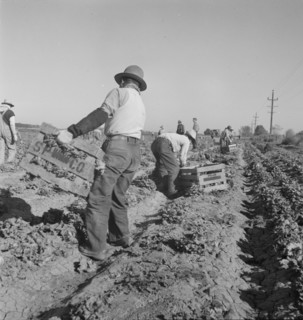 Filipino crew of fifty-five boys cutting and loading lettuce, Imperial Valley, California, 1937. Creator: Dorothea Lange.