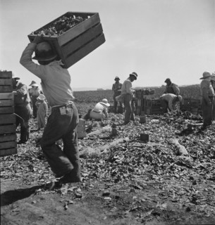 Carrot pullers from Texas, Oklahoma, Arkansas, Missouri and Mexico in Coachella Valley, CA, 1937. Creator: Dorothea Lange.