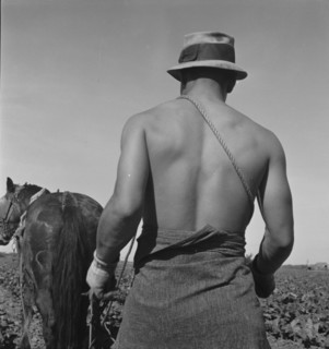 Cauliflower fields, Spring plowing, Guadalupe, California., 1937. Creator: Dorothea Lange.