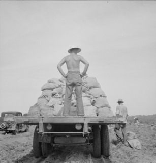 Potato truck in the field near Shafter, California, 1937. Creator: Dorothea Lange.