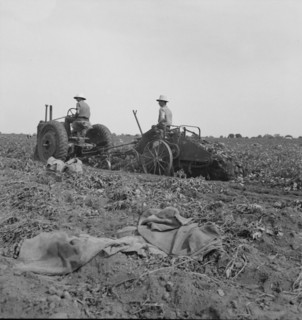 Mechanical potato digger near Shafter, California, 1937. Creator: Dorothea Lange.