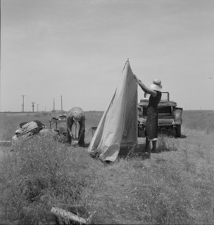 Migrant potato pickers pitching..., Near Shafter, California, 1937. Creator: Dorothea Lange.