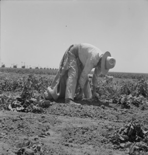 Migrant agricultural worker picking potatoes near Shafter, California, 1937. Creator: Dorothea Lange.