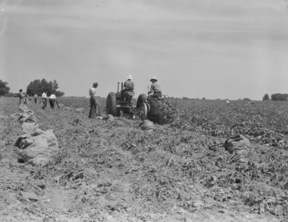 Mechanical potato digger in the field, Shafter, California, 1937. Creator: Dorothea Lange.