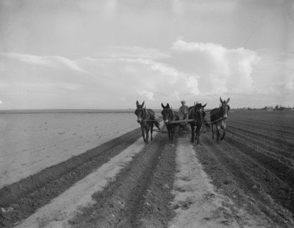 West Texas farmer replanting cotton, near Stanton, Texas, 1937. Creator: Dorothea Lange.