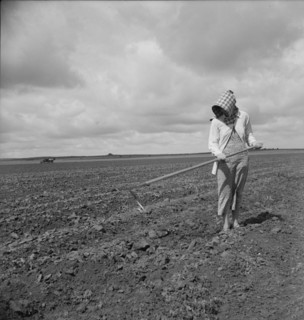 Wife of Texas tenant farmer, 1937. Creator: Dorothea Lange.