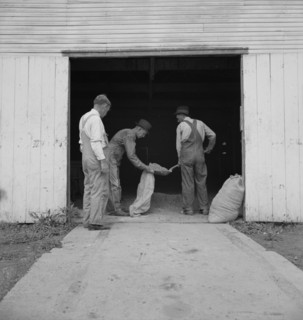 Farmers sacking grasshopper bait, Oklahoma City, Oklahoma, 1937. Creator: Dorothea Lange.