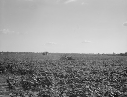 Houses dot the fields, abandoned, Aldridge Plantation near Leland, Mississippi, 1937. Creator: Dorothea Lange.