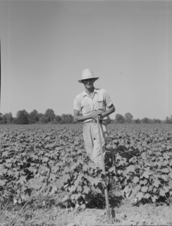 Sharecropper of the Mississippi Delta, Issaquena County, Mississippi, 1937. Creator: Dorothea Lange.