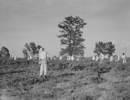 A crew of 200 hoers were brought to the Aldridge Plantation to hoe cotton at a dollar a day, 1937. Creator: Dorothea Lange.