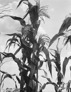 Corn, Washington County, Mississippi, 1937. Creator: Dorothea Lange.
